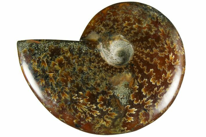 Polished Ammonite (Cleoniceras) Fossil - Madagascar #185295